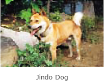 Jindo Dog