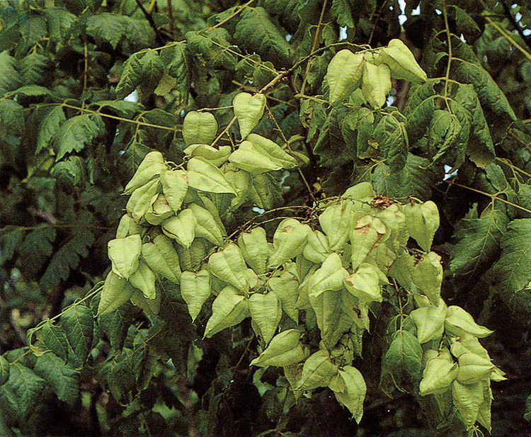 Leaves and fruits of China tree, pride fo india in Anmyeondo island