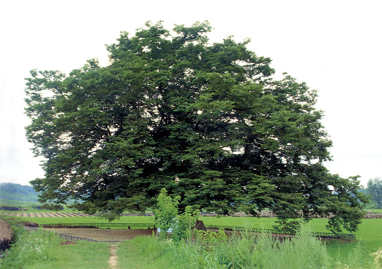 영풍안정면의느티나무(하절기)