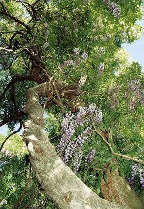 Japanese wisteria tree near Beomeosa Temple