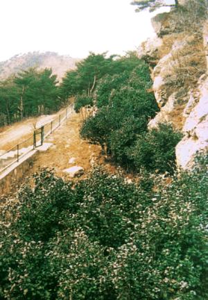 Northernmost limists of natural growth of camellia in Daecheongdo island