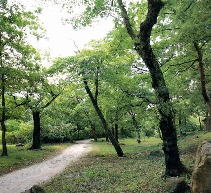 Turtelary forest in Seongnam-ri, Wonseong