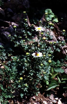Chrysanthemum zawadskii var. latilobum