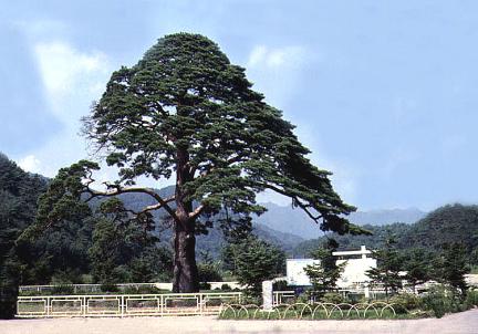 Jeongipum pine tree in Songni