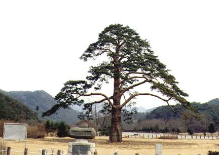 Jeongipum pine tree in Songni