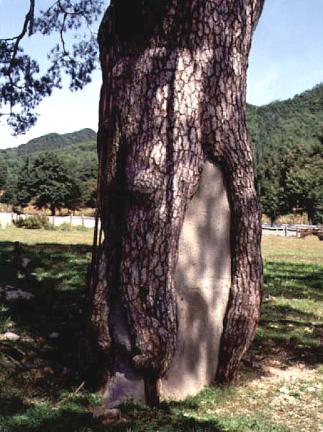 Trunks of Jeongipum pine tree in Songni
