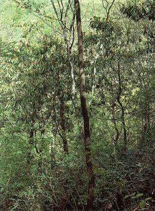 Colony of laurel tree in Mt.Naejangsan