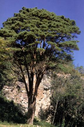 Jangsasong pine tree in Samin-ri, Gochang