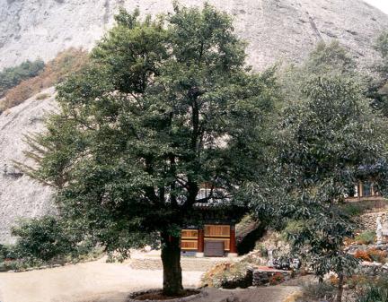 Cheongsilbae tree(a kind of pear tree) in Eunsusa Temple, Jinan