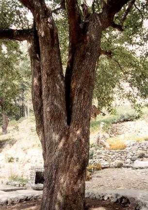The trunks of Cheongsilbae tree(a kind of pear tree)