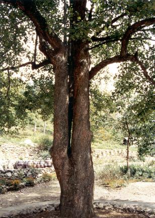 The trunks of Cheongsilbae tree(a kind of pear tree)