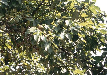 The leaves and fruits of Cheongsilbae tree(a kind of pear tree)