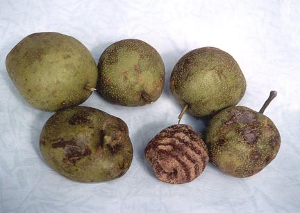 The fruits of Cheongsilbae tree(a kind of pear tree)