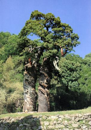 Pair of chinese junipers in Songgwangsa Temple