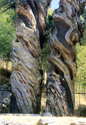 Trunks of pair of chinese junipers in Songgwangsa Temple