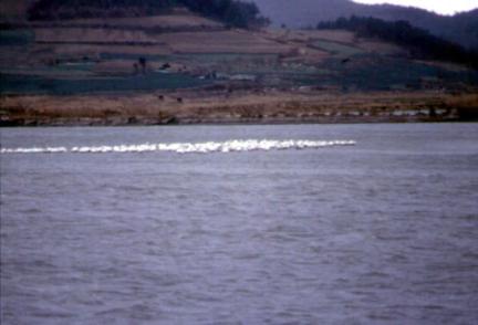 Resting site of swan in Jindo island(Dunjeon reservoir
