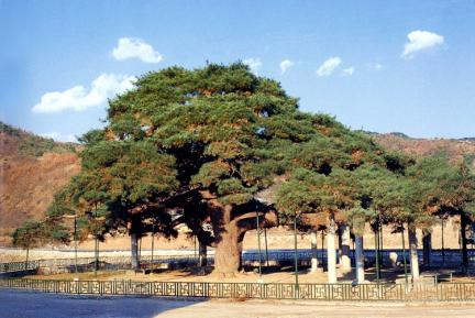 Umbrella pine in Gamcheon-myeon, Yecheon