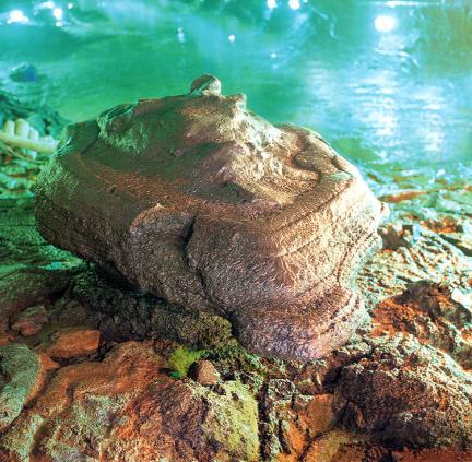 Lava turtle(Manjanggul cave)