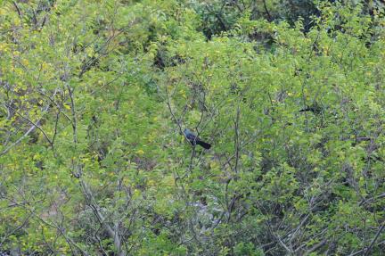 Black Wood Pigeon (Columba janthina)