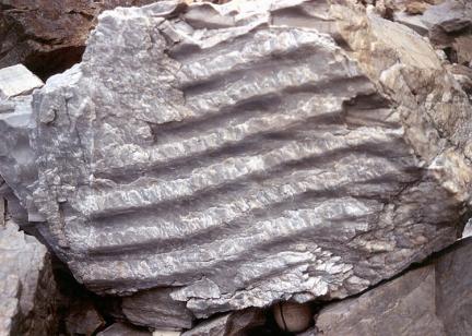 The fossil with waves mark