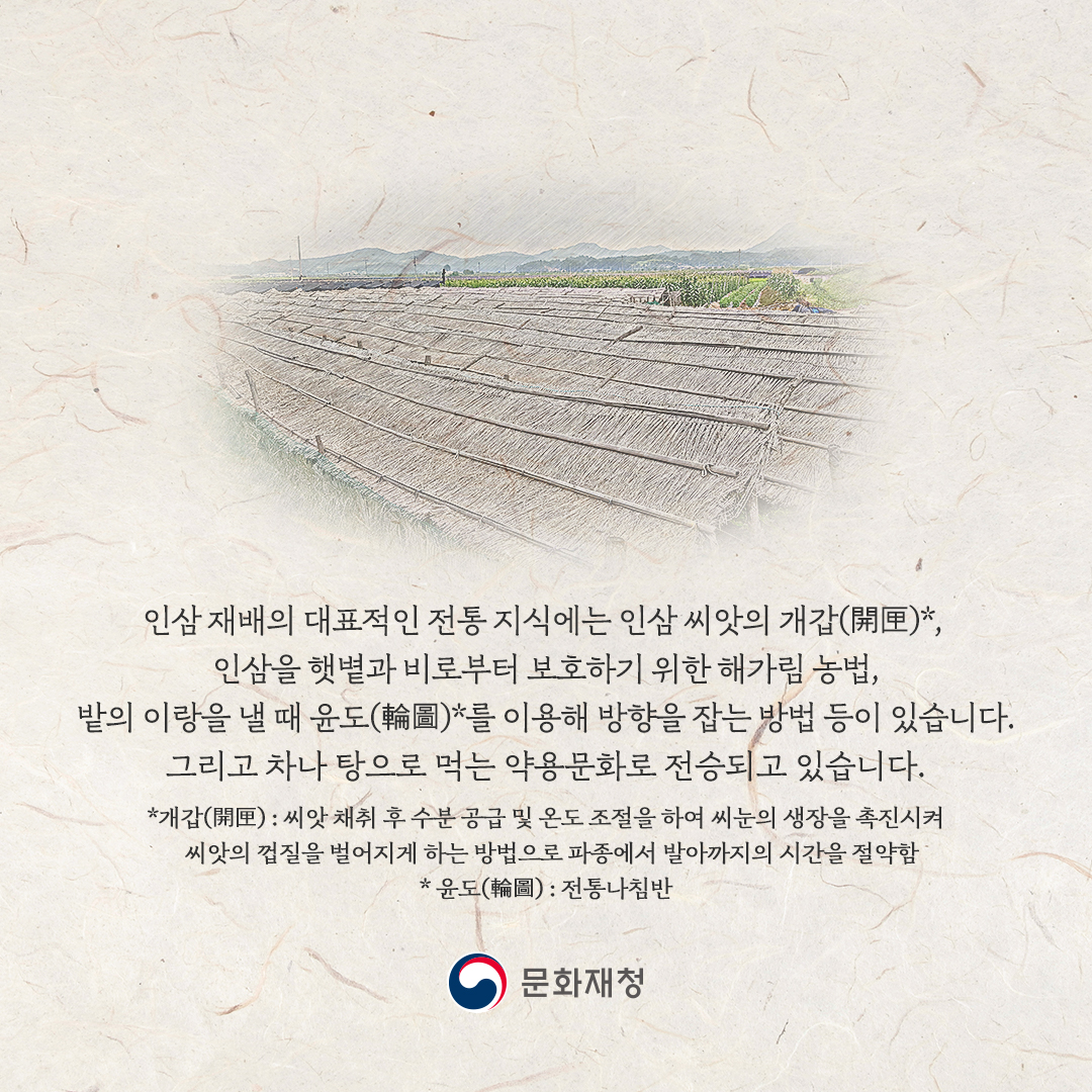 인삼 재배와 약용문화 카드뉴스 (3).jpg
