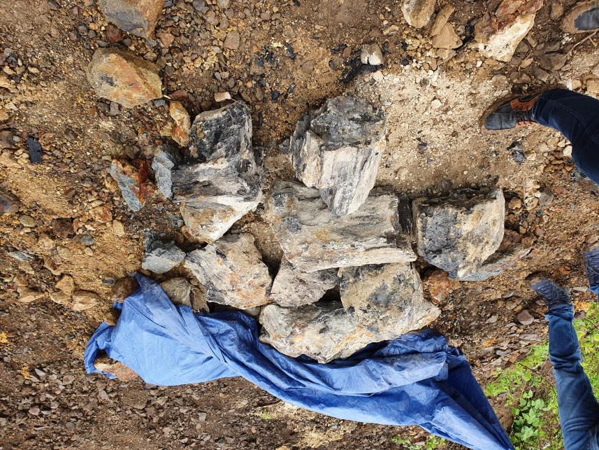 수습된 목재화석(2020년 발굴).jpg
