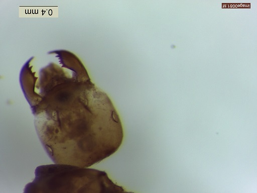 사진 4-2. 황개미 현미경 사진(머리).jpg