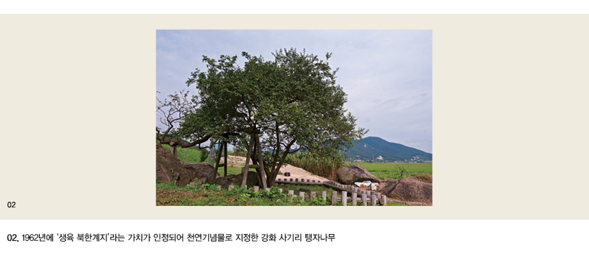 02.1962년에 ‘생육 북한계지’라는 가치가 인정되어 천연기념물로 지정한 강화 사기리 탱자나무 