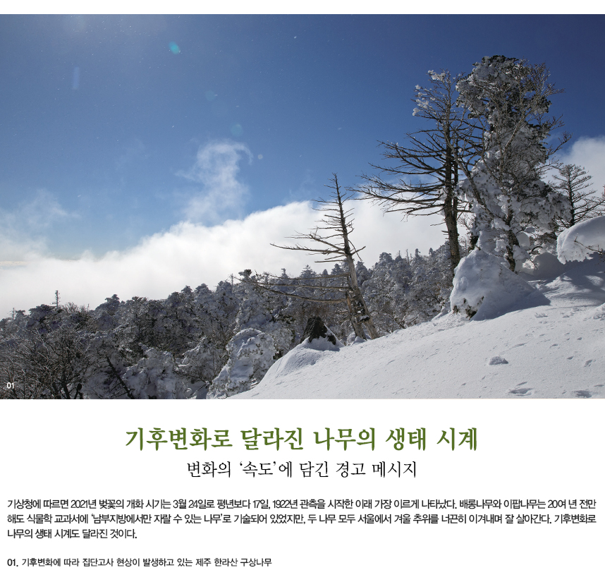 기후변화로 달라진 나무의 생태 시계 변화의 ‘속도’에 담긴 경고 메시지 기상청에 따르면 2021년 벚꽃의 개화 시기는 3월 24일로 평년보다 17일, 1922년 관측을 시작한 이래 가장 이르게 나타났다. 배롱나무와 이팝나무는 20여 년 전만 해도 식물학 교과서에 ‘남부지방에서만 자랄 수 있는 나무’로 기술되어 있었지만, 두 나무 모두 서울에서 겨울 추위를 너끈히 이겨내며 잘 살아간다. 기후변화로 나무의 생태 시계도 달라진 것이다. 01.기후변화에 따라 집단고사 현상이 발생하고 있는 제주 한라산 구상나무