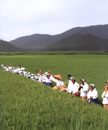Singing on the paddy field
