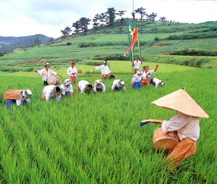 Singing on the paddy field