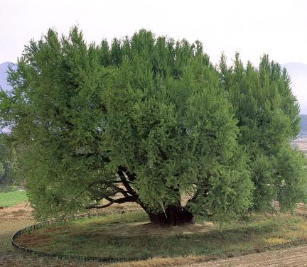 Gingko tree in Bangye-ri