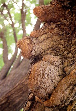 Trunks of gingko tree in Bangye-ri