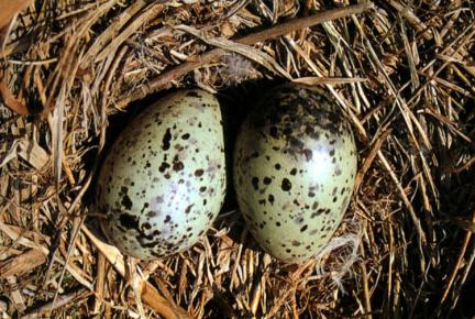 Black-tailed gulls eggs