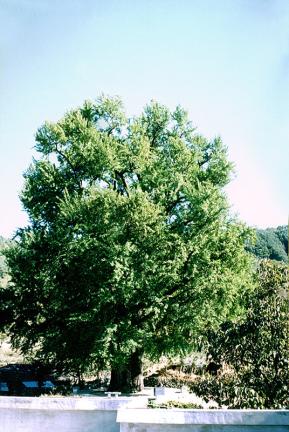Gingko tree in Ungok-ri, Hamyang