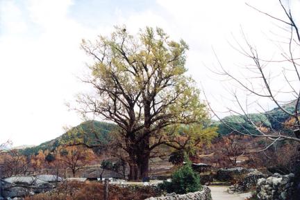 Gingko tree in Ungok-ri, Hamyang