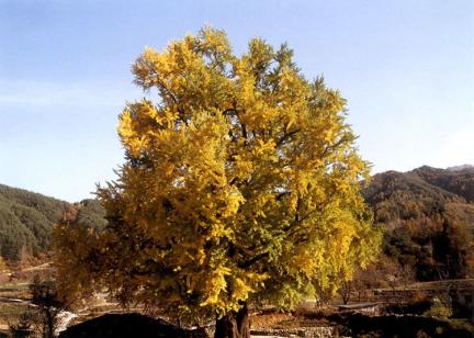 The general view of Gingko tree